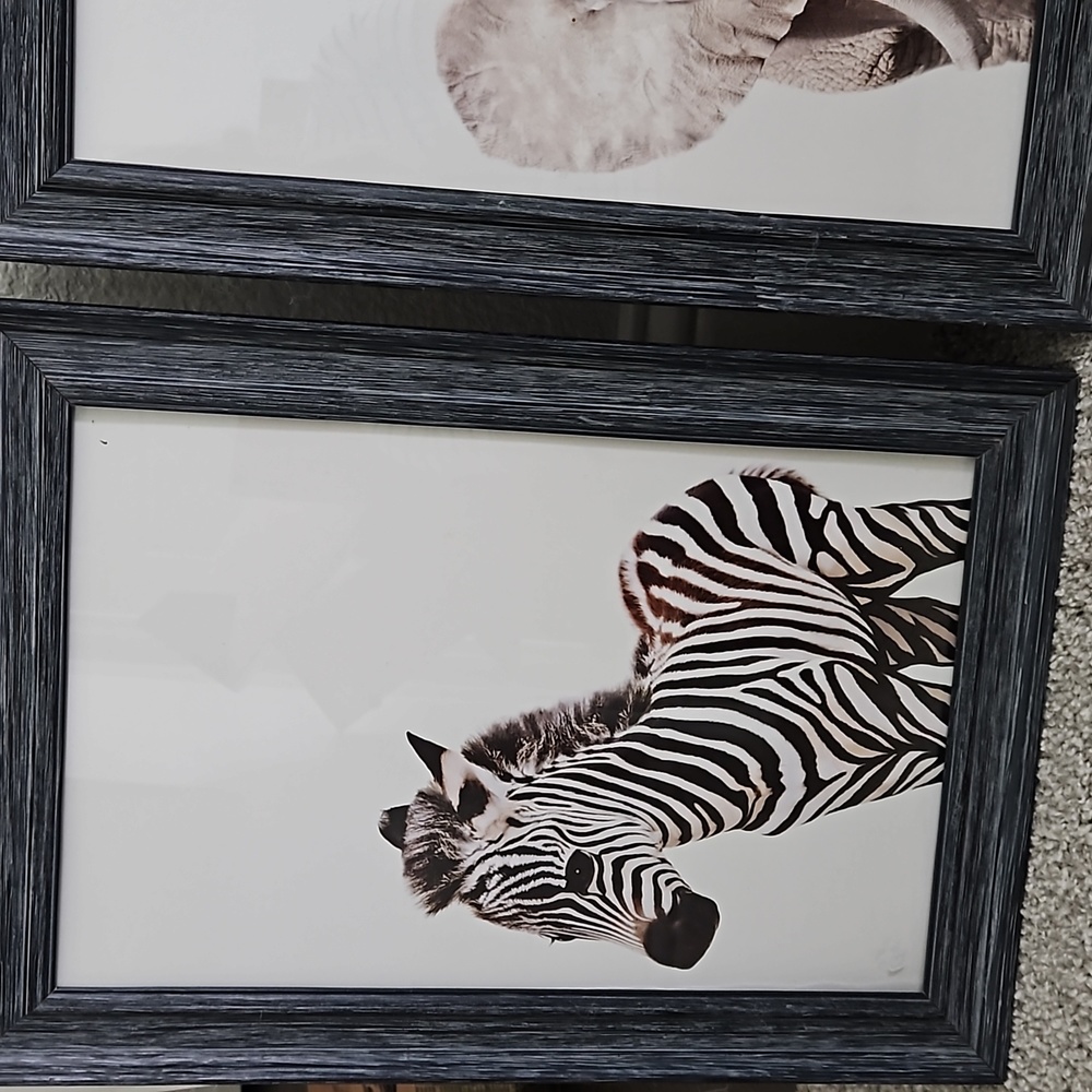 Baby animal prints and frames